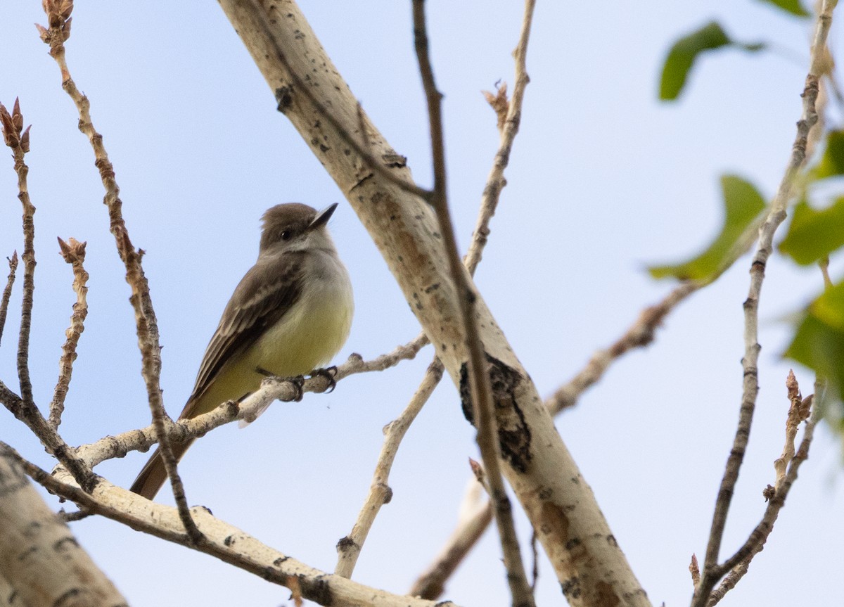 Ash-throated Flycatcher - ML643495228