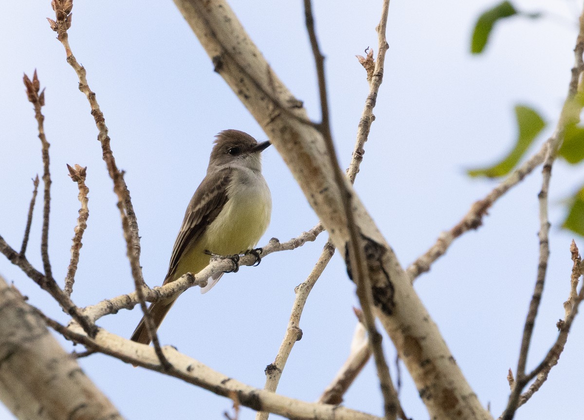 Ash-throated Flycatcher - ML643495230