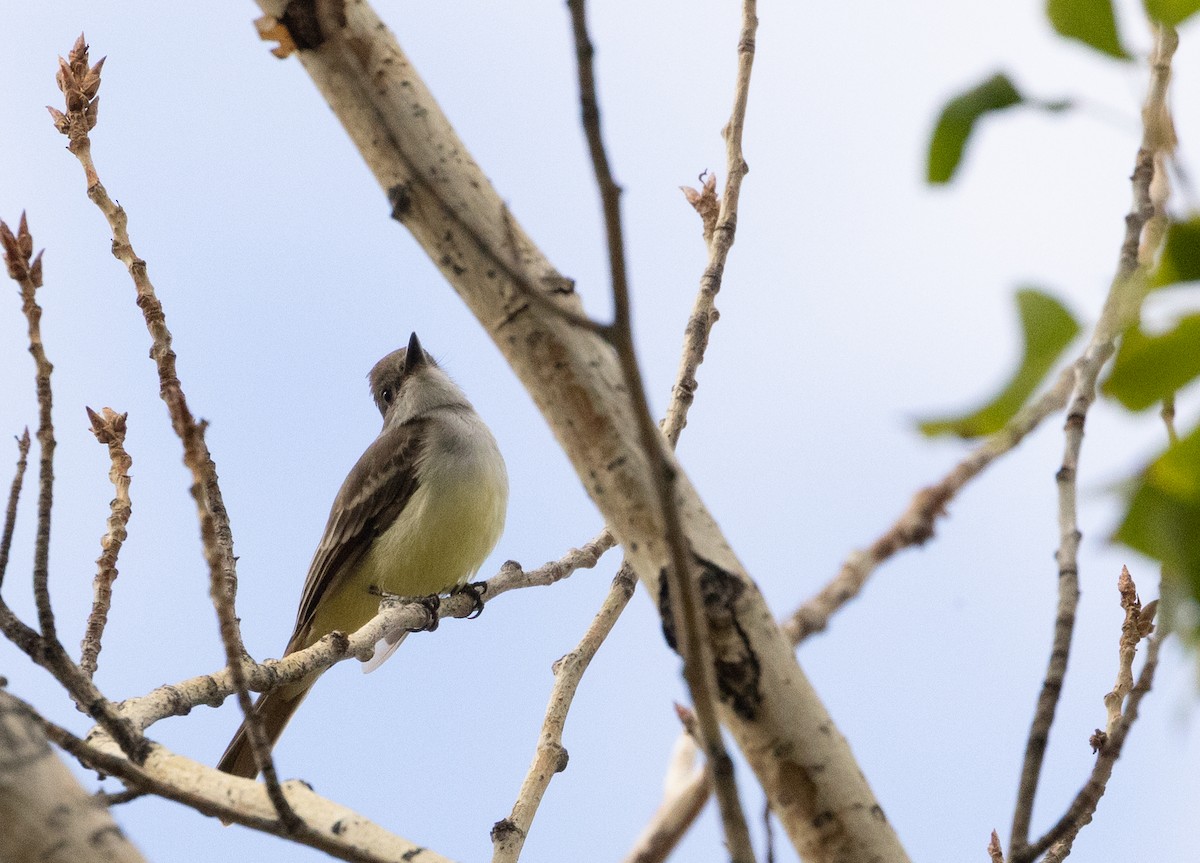 Ash-throated Flycatcher - ML643495231