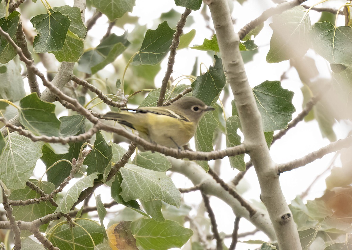 Cassin's Vireo - ML643495236
