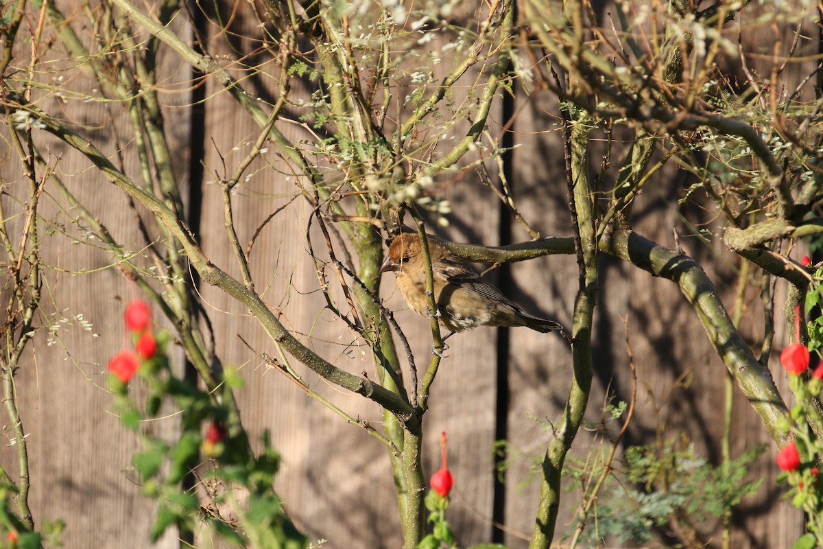 Blue Grosbeak - ML643495237