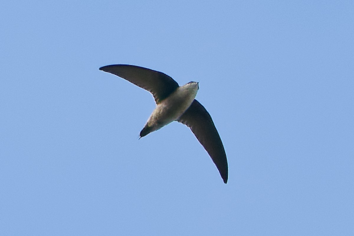 Schornsteinsegler - ML643495248
