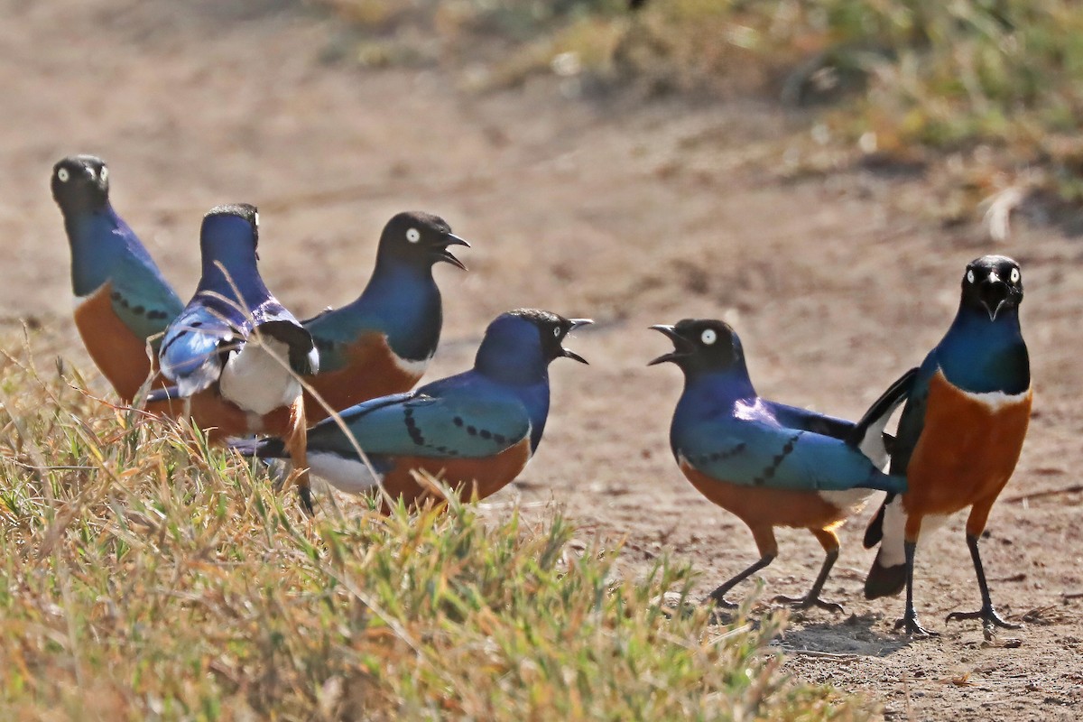 Superb Starling - ML643495254
