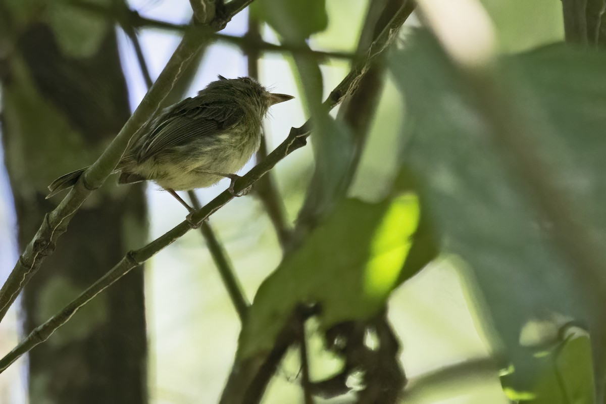 toppalvetyrann - ML643495258