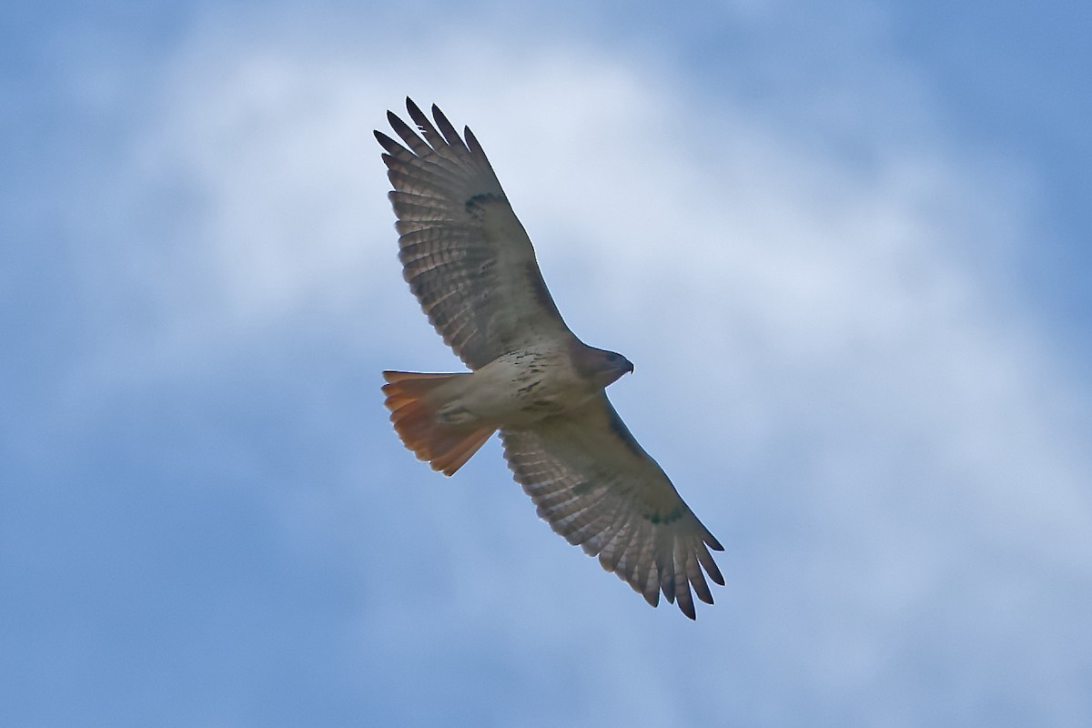 Red-tailed Hawk - ML643495259