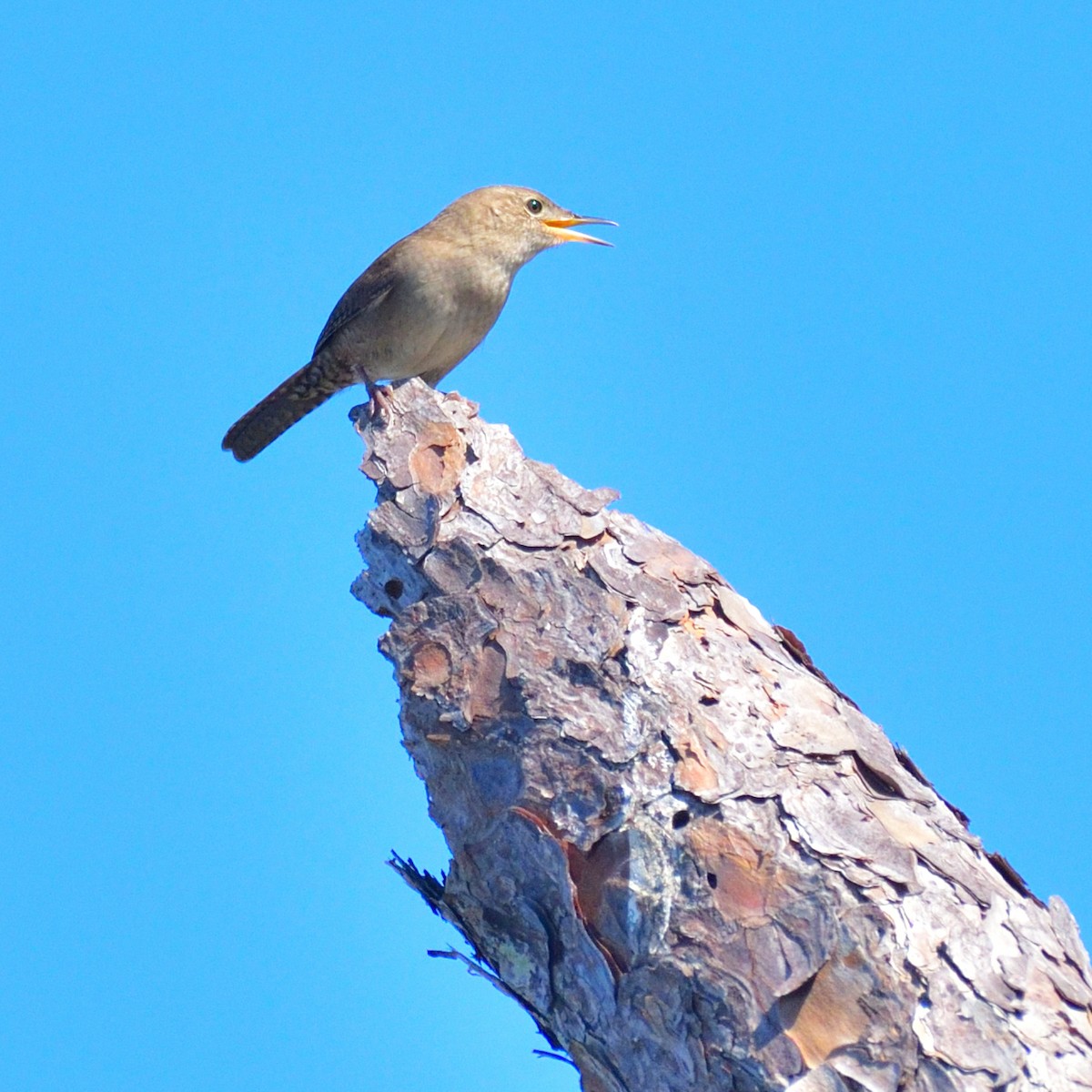 Northern House Wren - ML643495260