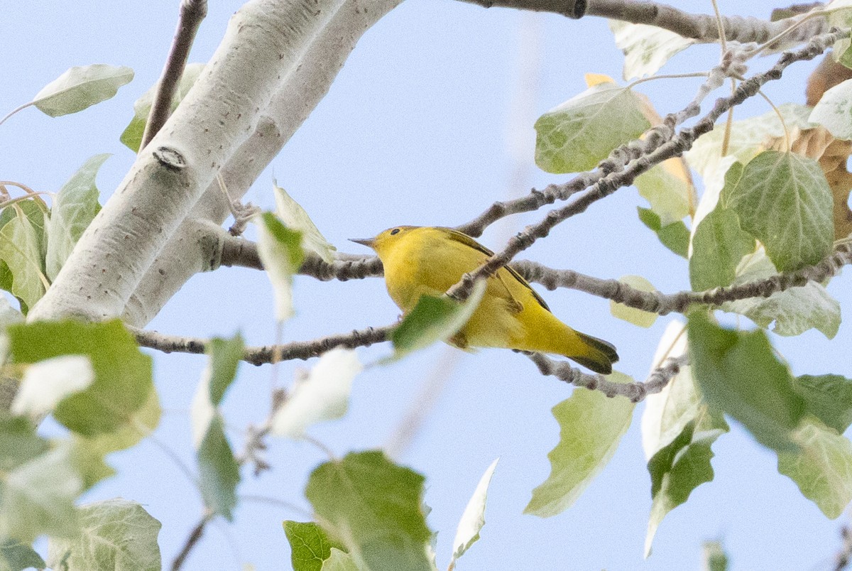 Yellow Warbler (Northern) - ML643495261