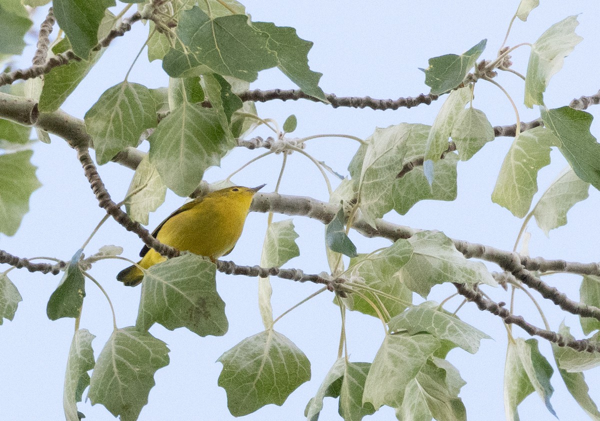 Yellow Warbler (Northern) - ML643495262
