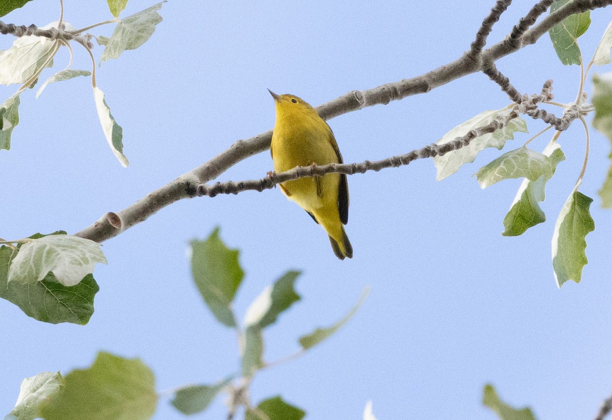 Yellow Warbler (Northern) - ML643495263