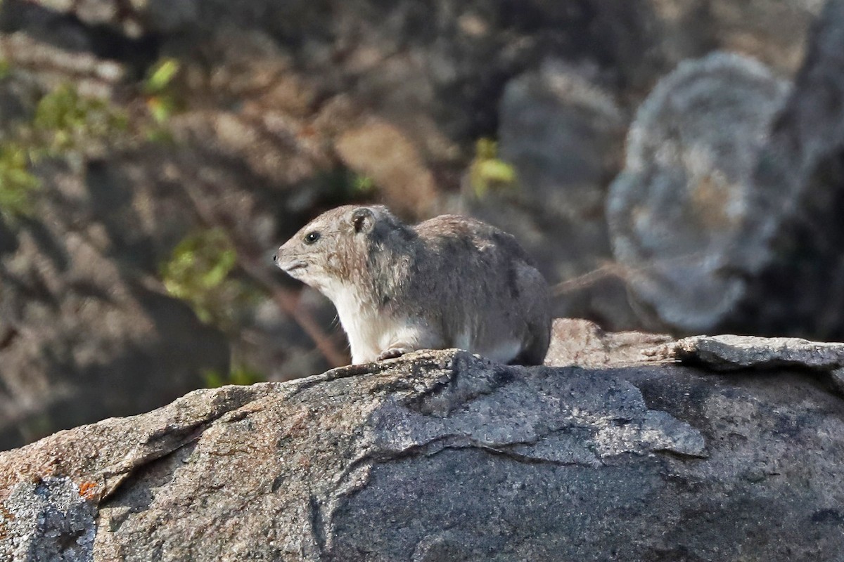 Rock Hyrax - ML643495265