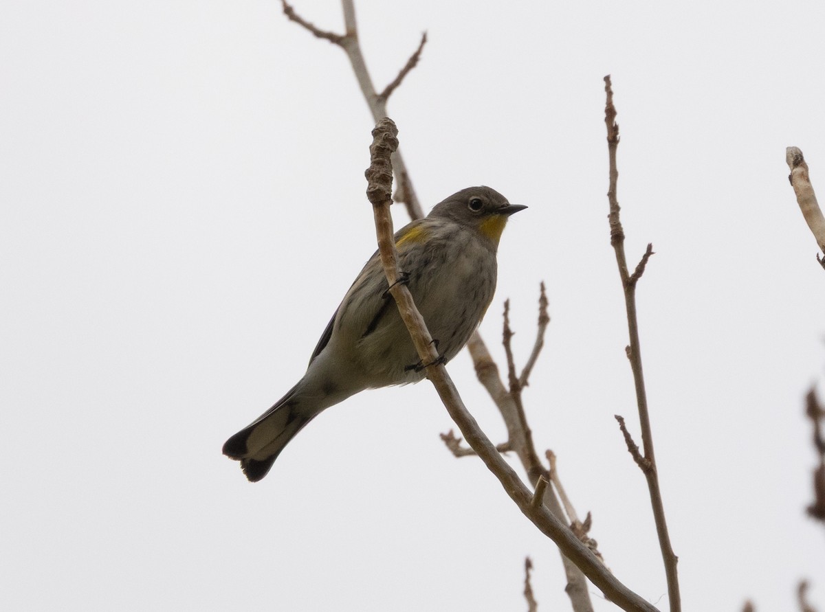 Yellow-rumped Warbler (Audubon's) - ML643495270