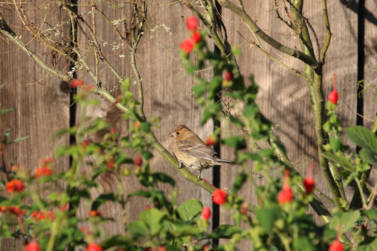 Blue Grosbeak - ML643495272