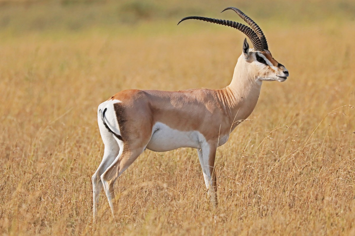 Grant's Gazelle - ML643495274