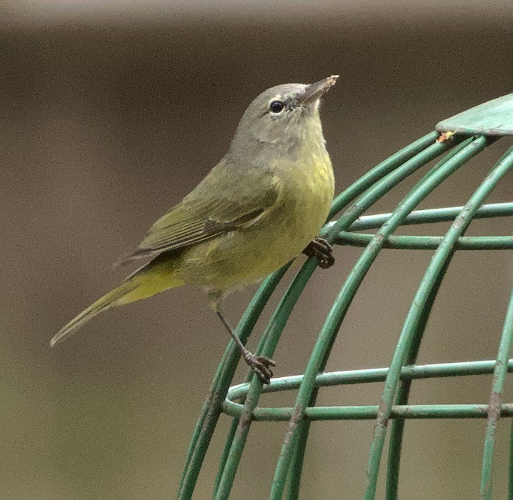 Orange-crowned Warbler - ML643495281