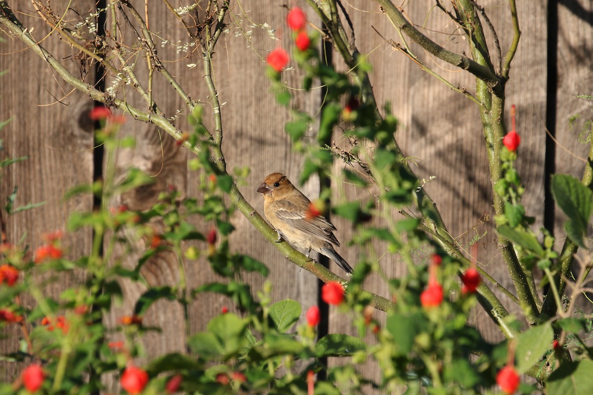 Blue Grosbeak - ML643495283