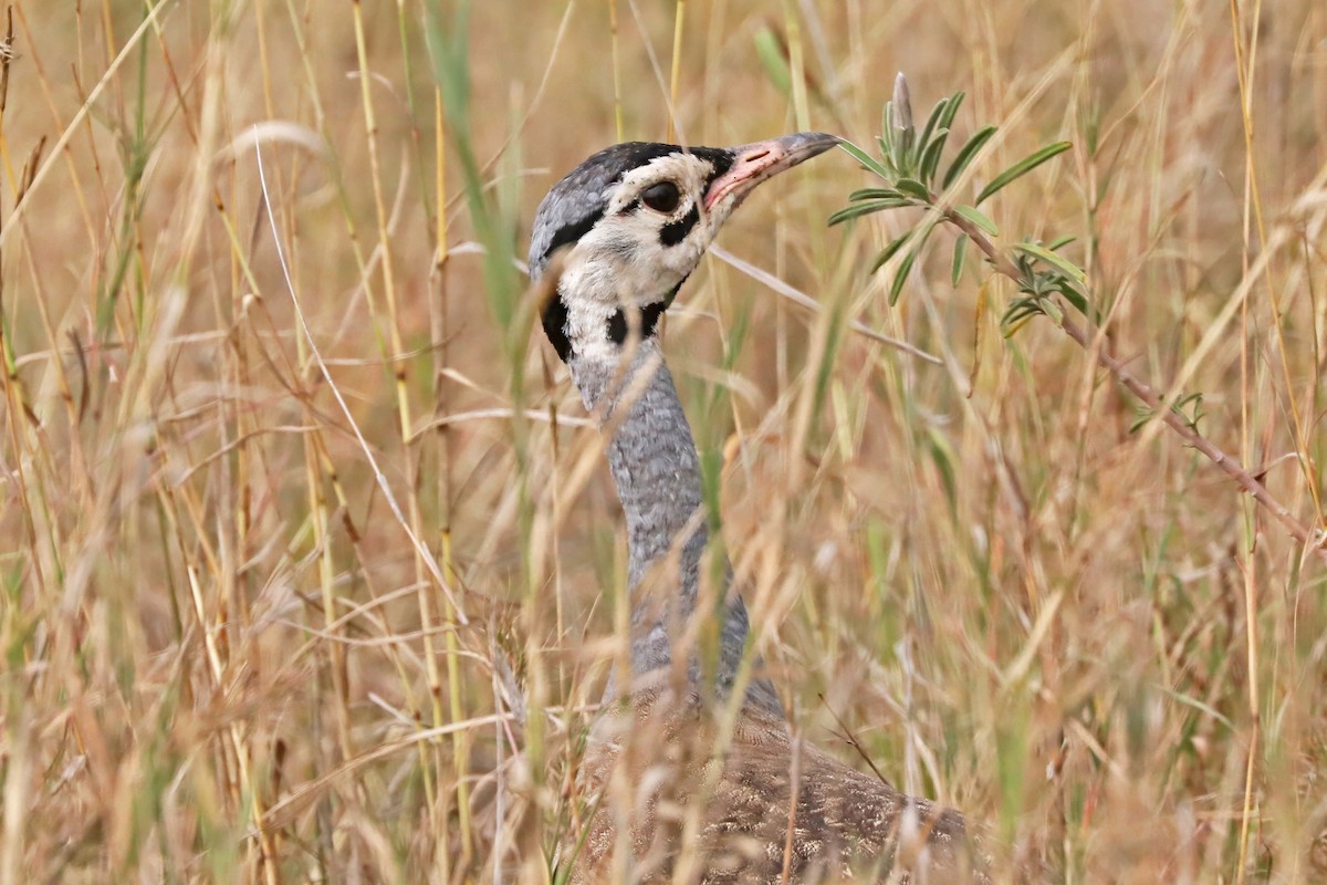 White-bellied Bustard - ML643495288