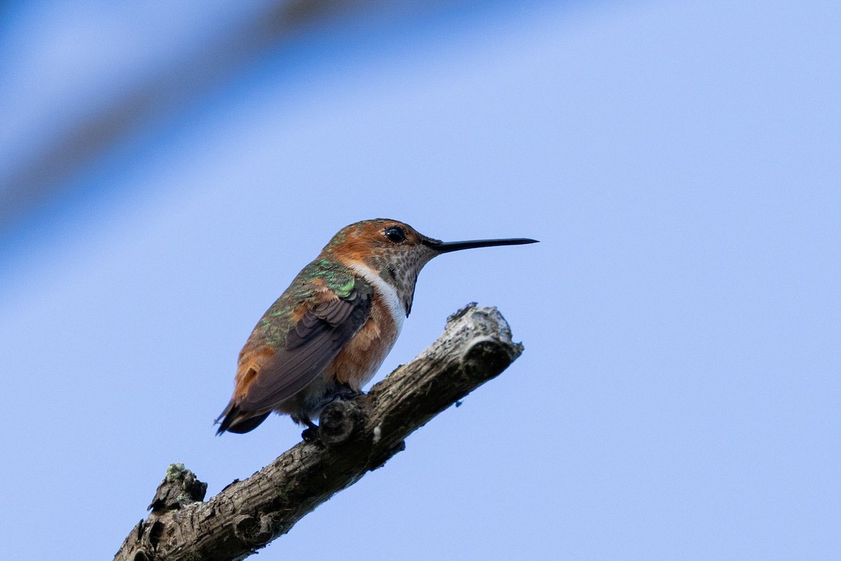 Allen's Hummingbird - ML643495290