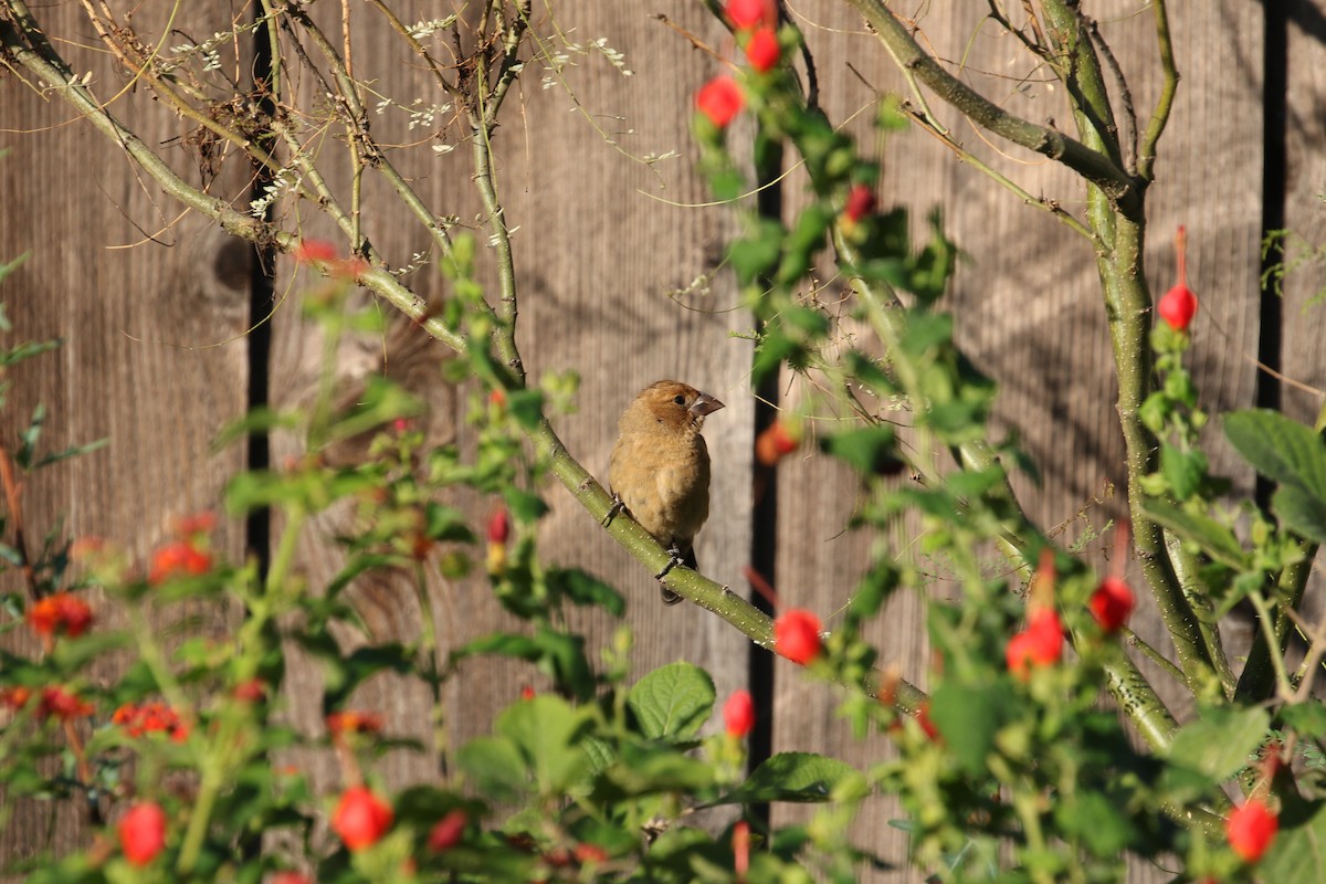 Blue Grosbeak - ML643495295
