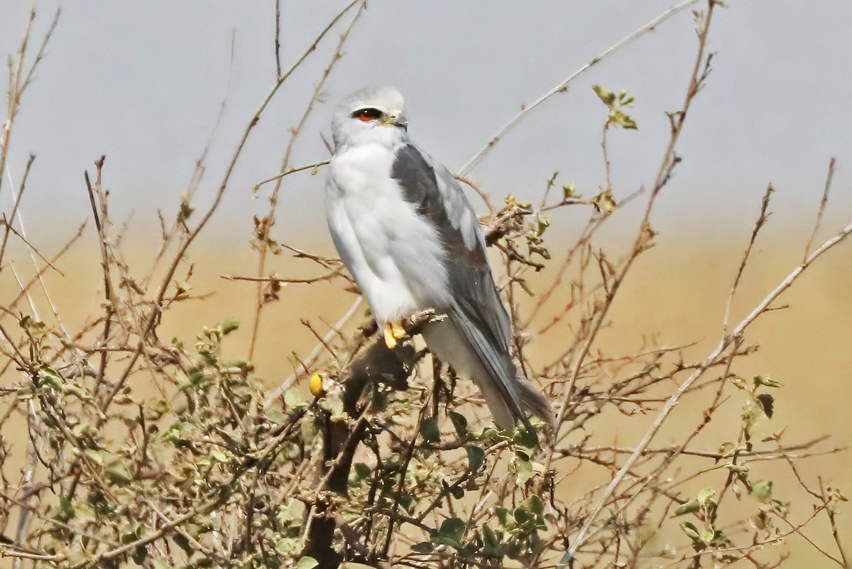 Black-winged Kite - ML643495298