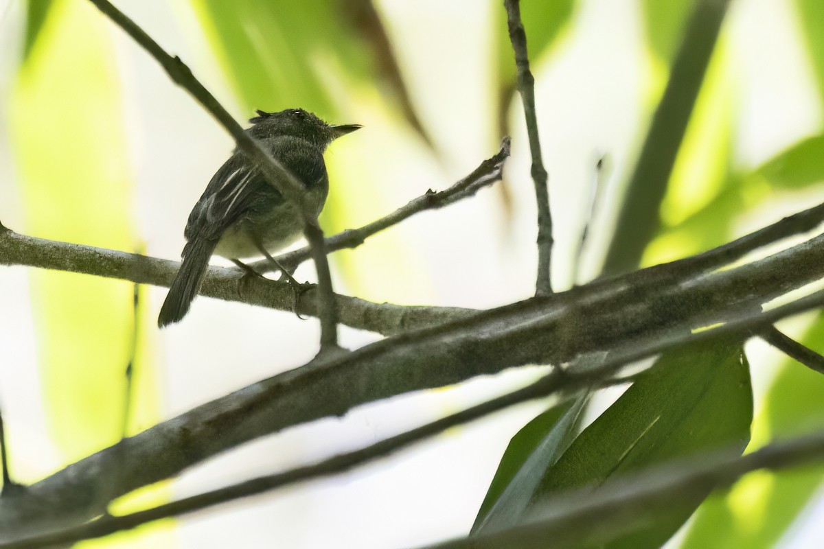 toppalvetyrann - ML643495302