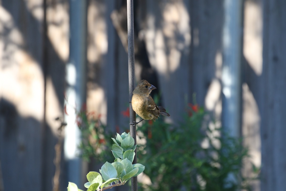Blue Grosbeak - ML643495309