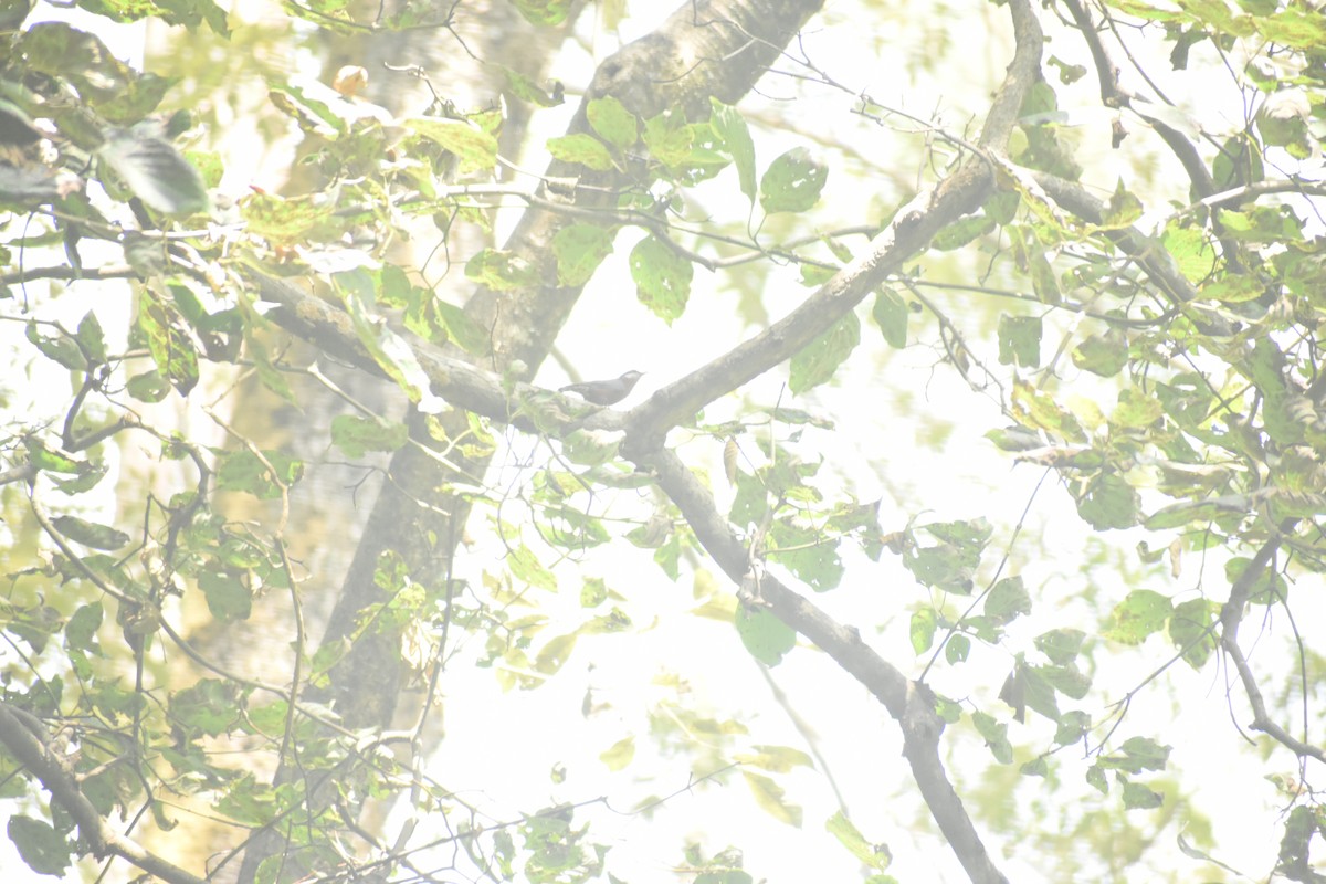 Chestnut-bellied Nuthatch - ML643495312