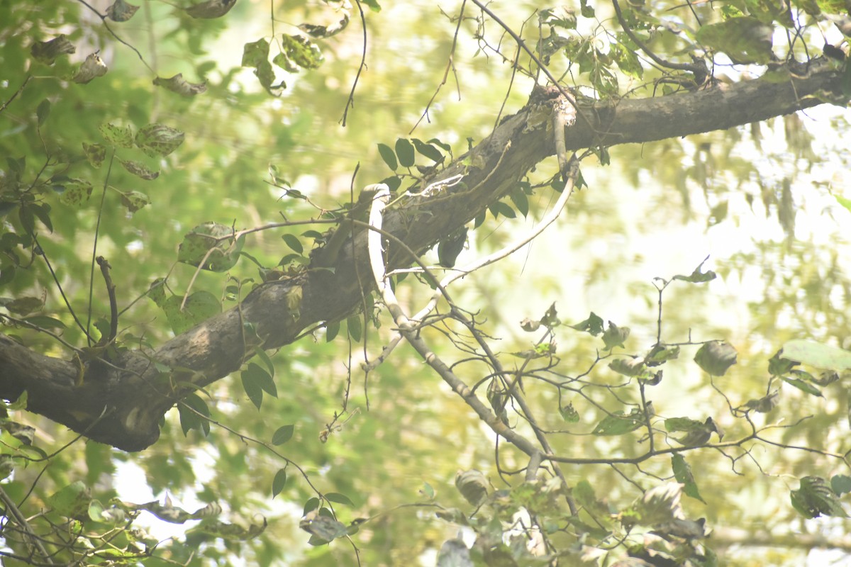 Chestnut-bellied Nuthatch - ML643495313