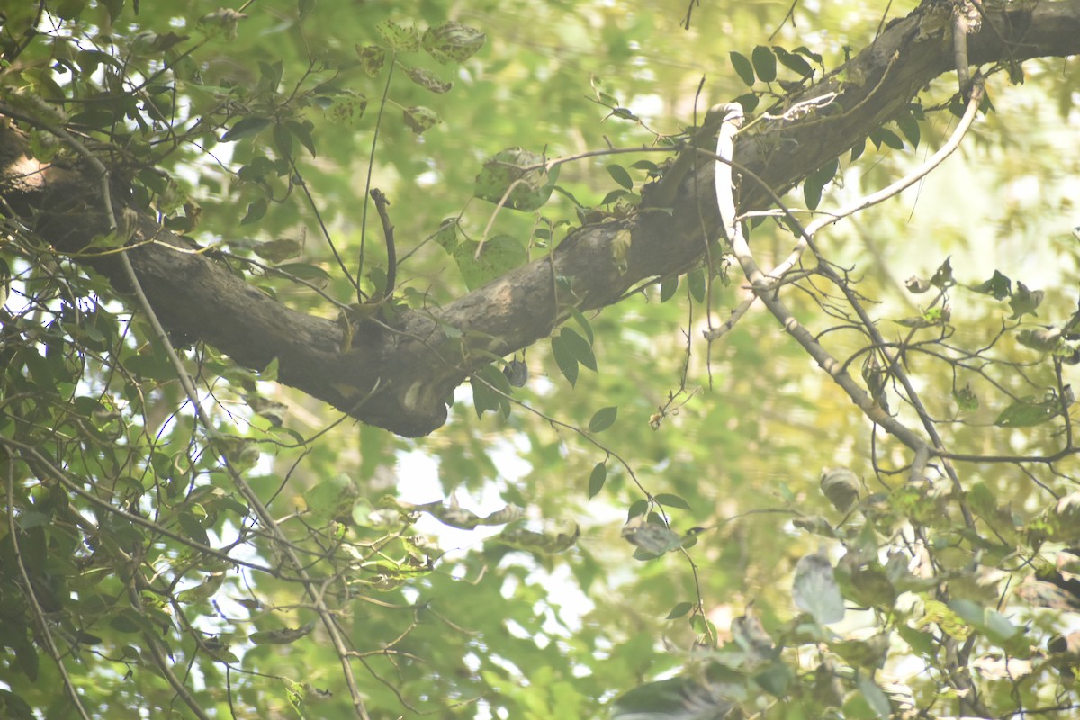 Chestnut-bellied Nuthatch - ML643495314