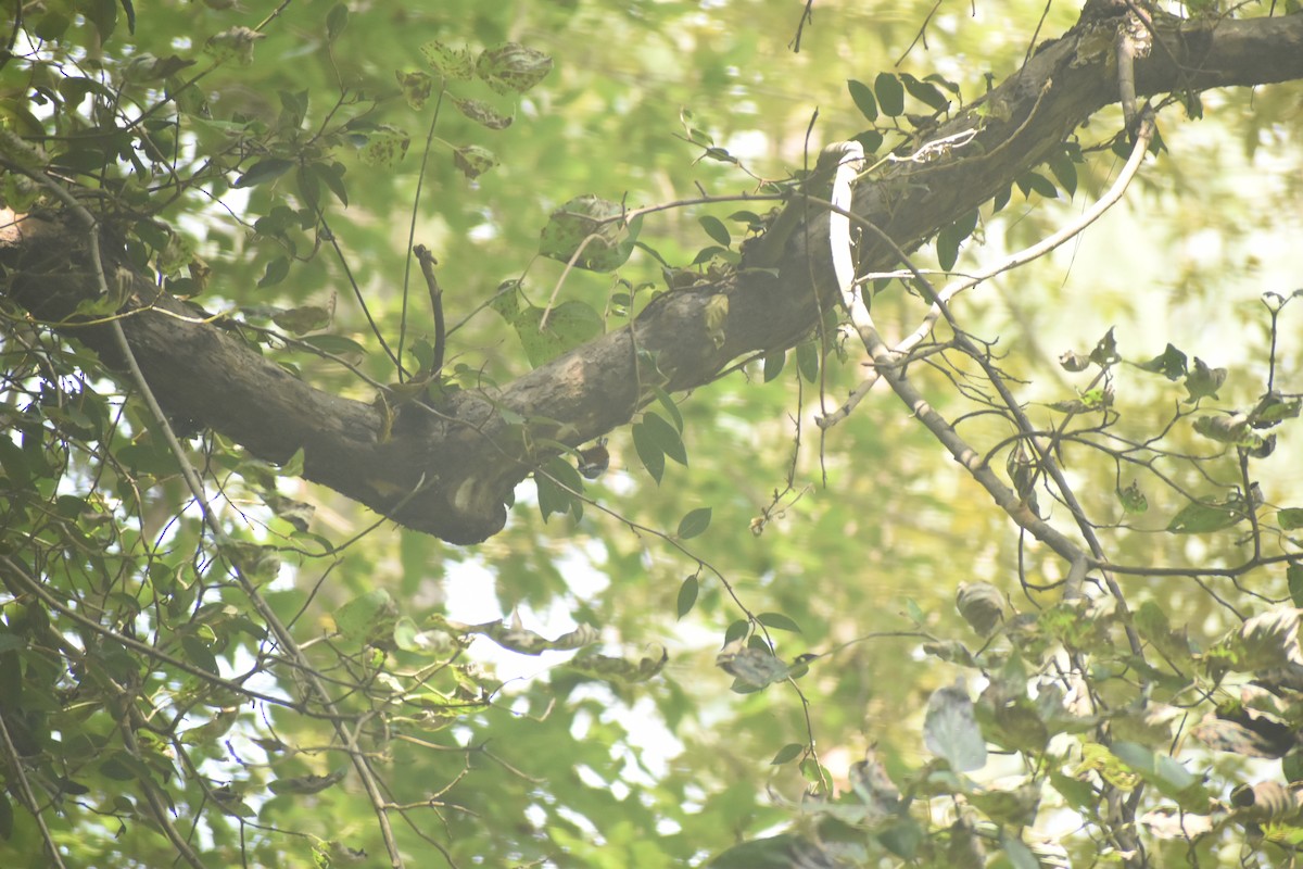 Chestnut-bellied Nuthatch - ML643495315