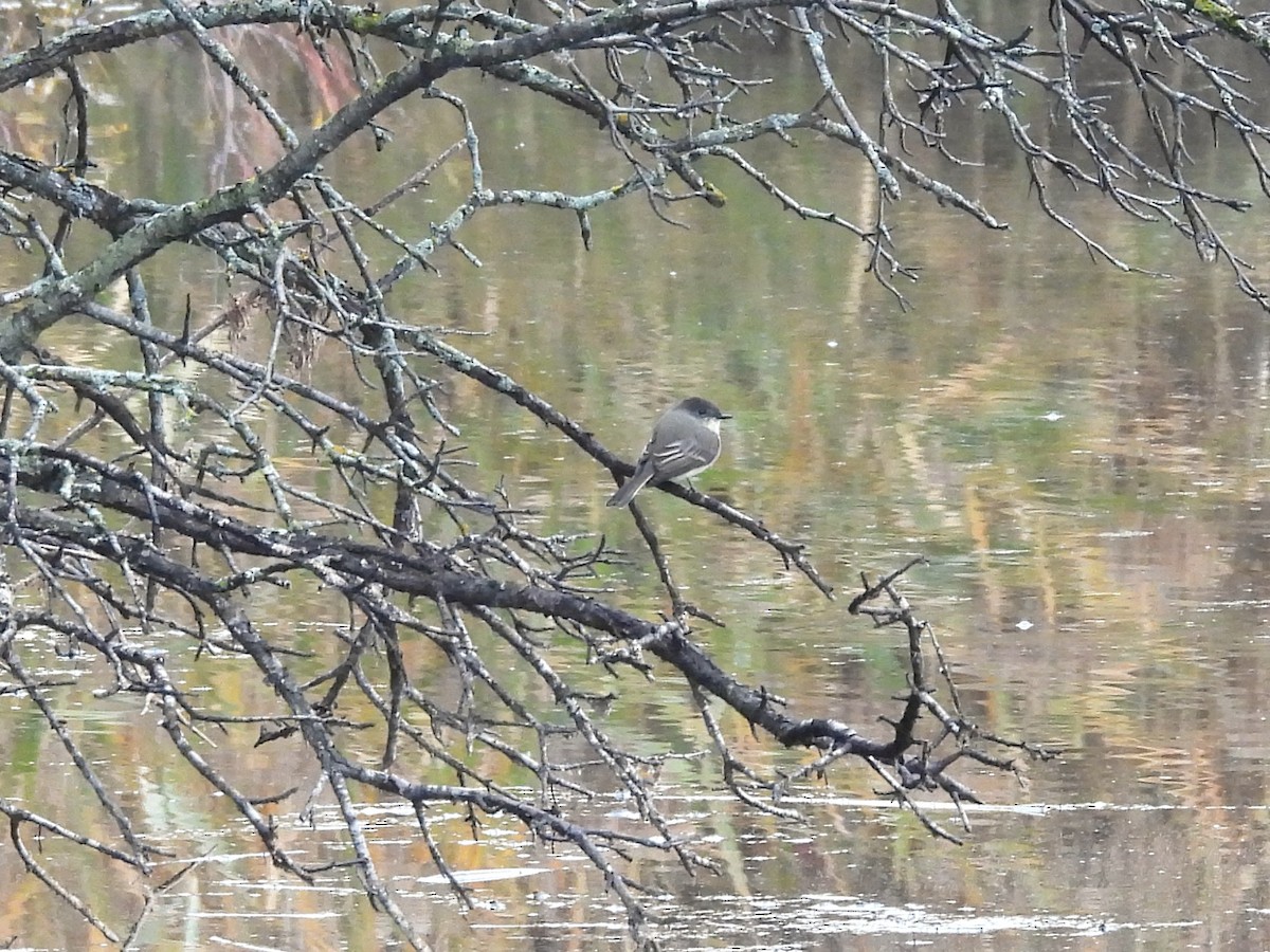 Eastern Phoebe - ML643495329