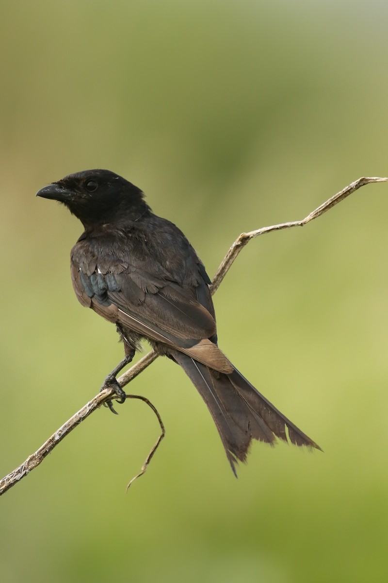 Königsdrongo - ML643495344