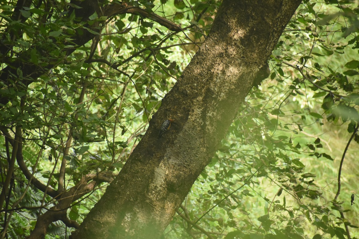 Rufous-bellied Woodpecker - ML643495345