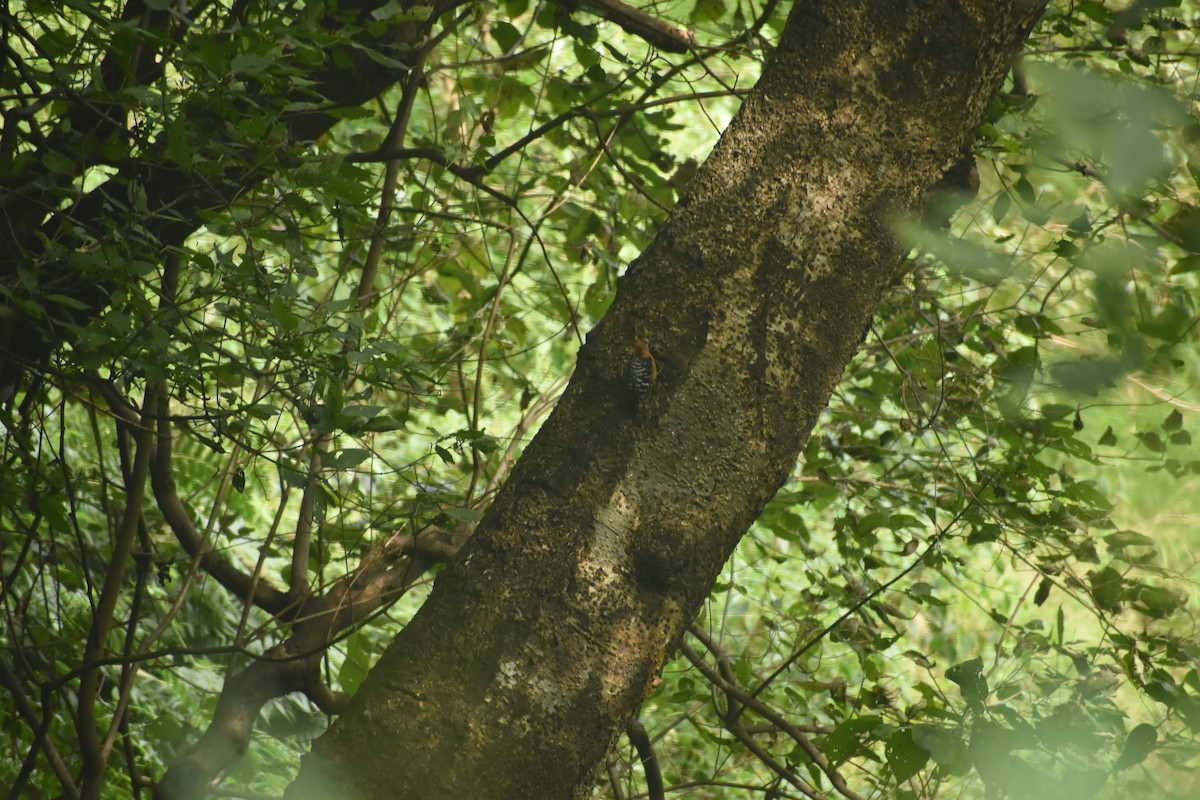 Rufous-bellied Woodpecker - ML643495346