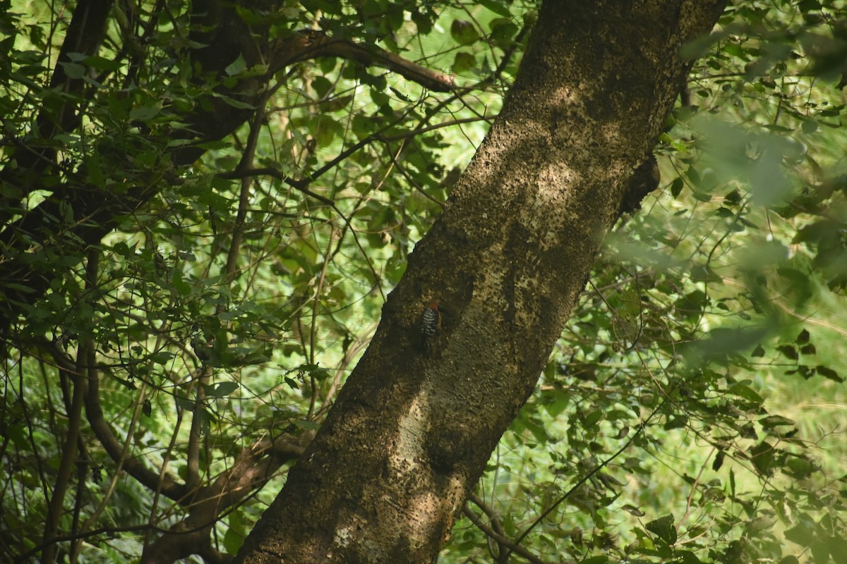 Rufous-bellied Woodpecker - ML643495347