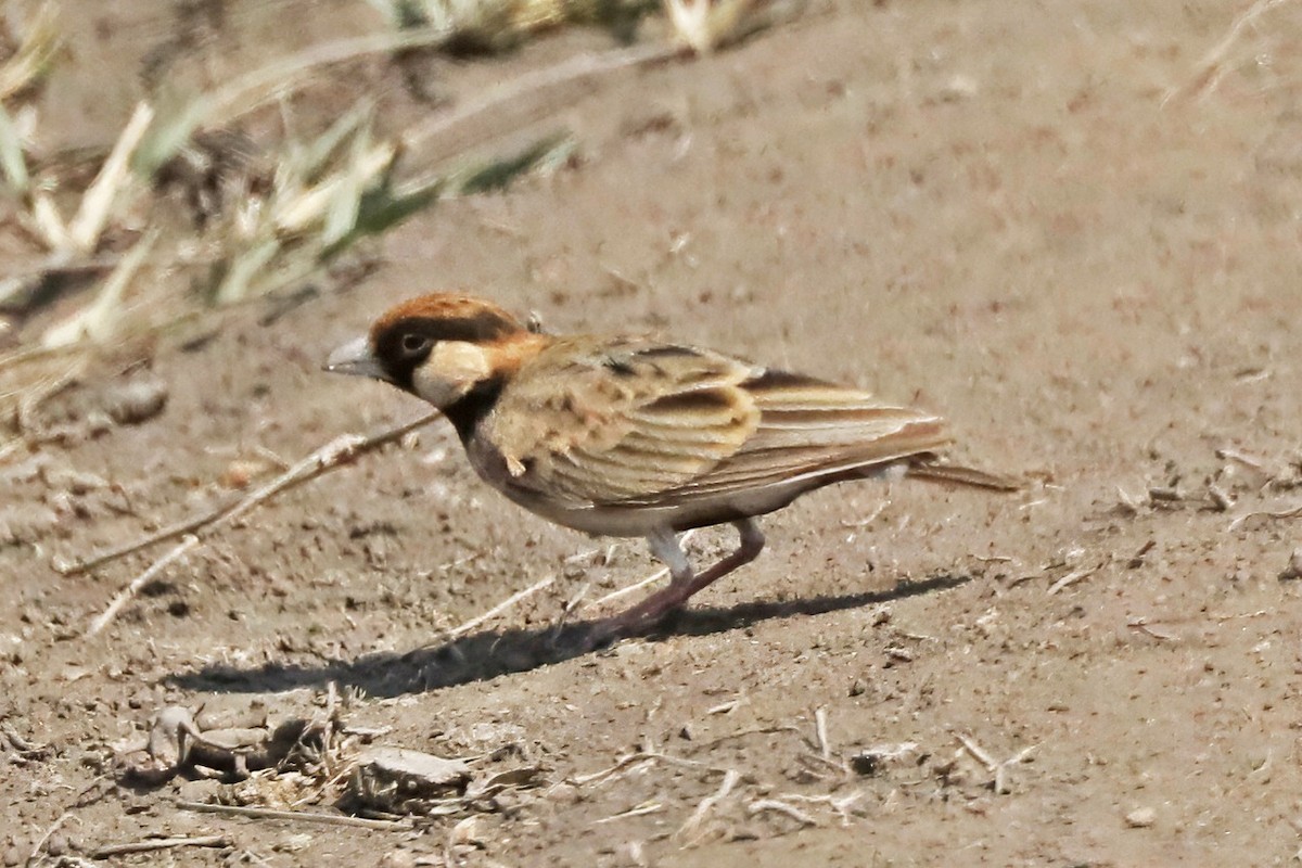 Fischer's Sparrow-Lark - ML643495353