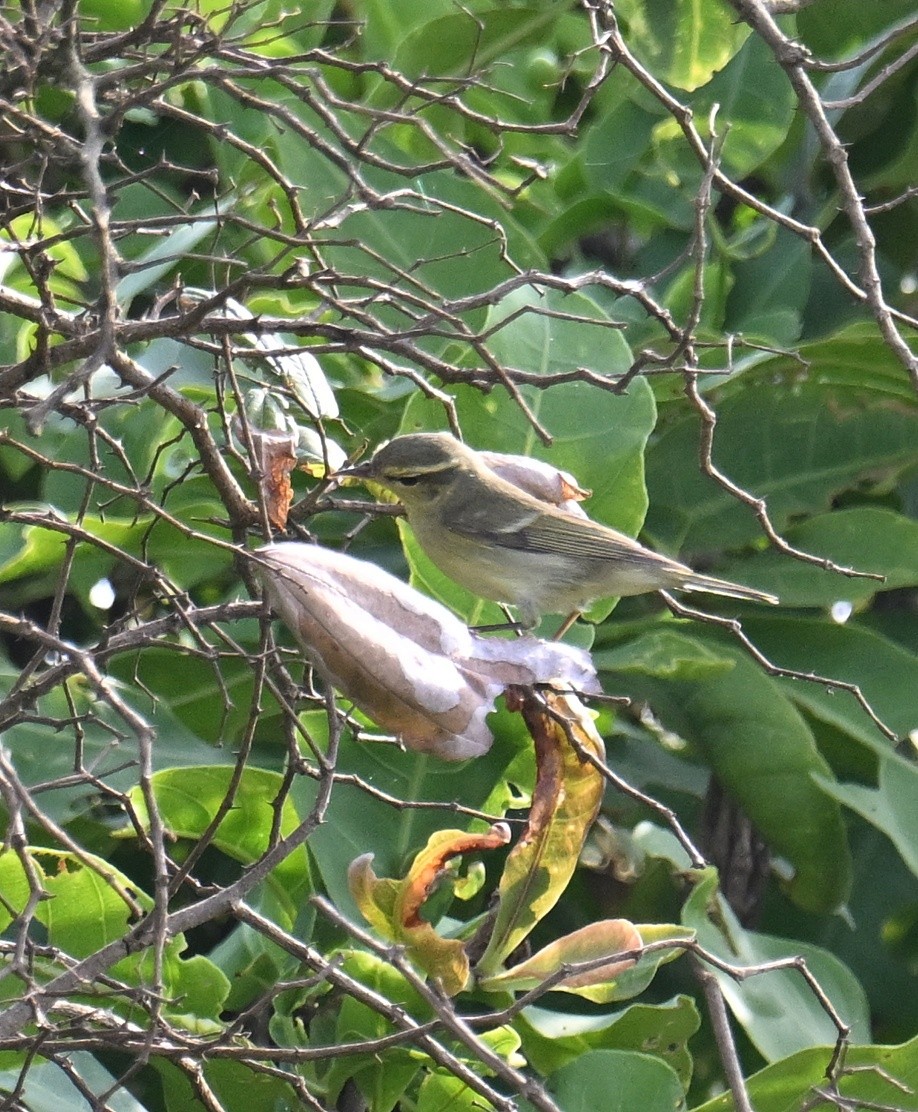 Green Warbler - ML643495354