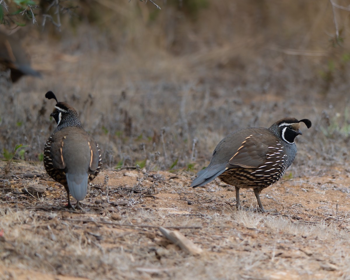 California Quail - ML643495361