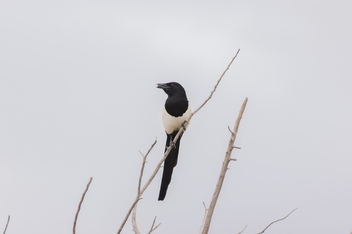Black-billed Magpie - ML643495364