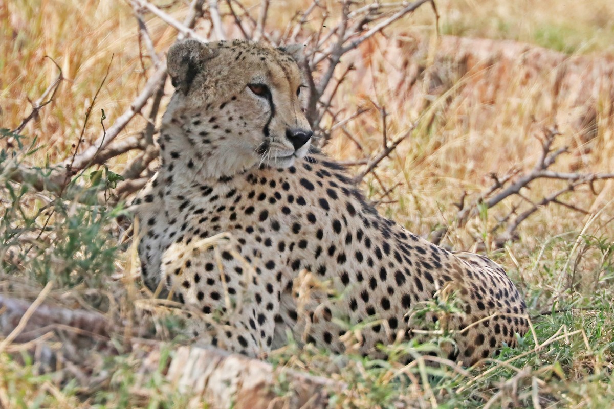 Cheetah - ML643495369