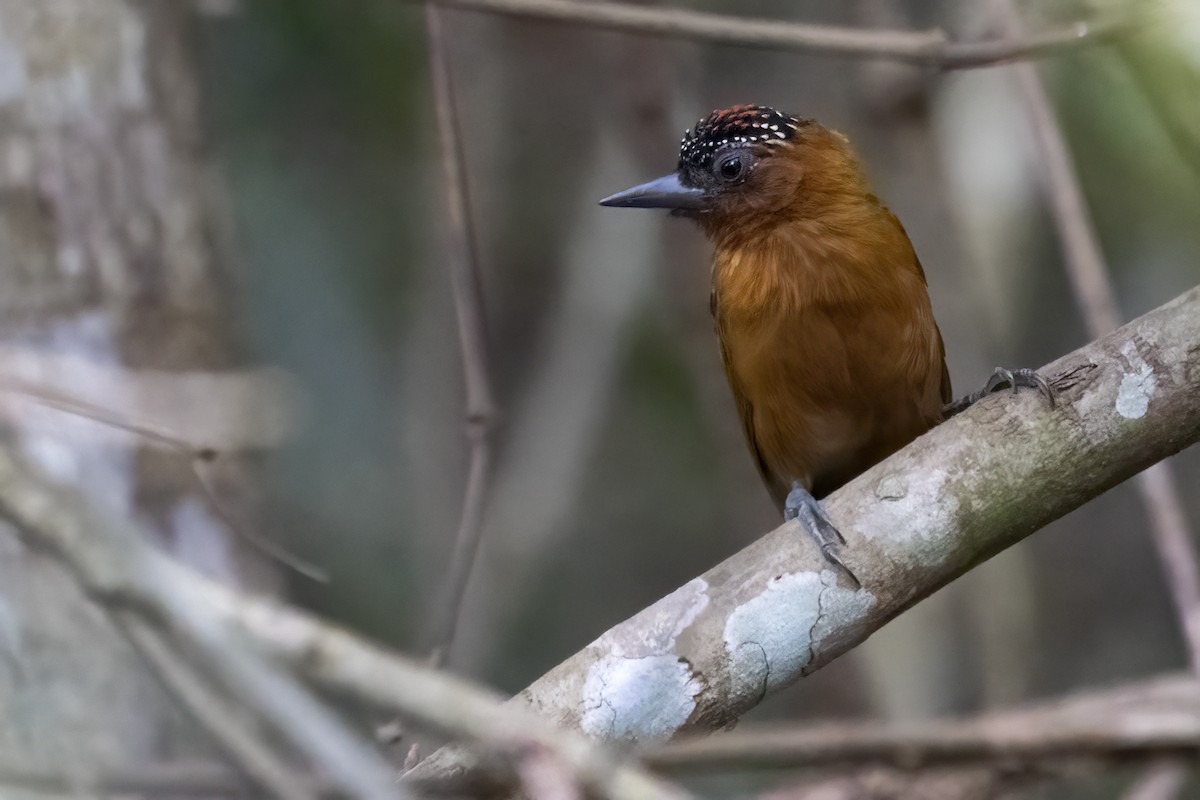 ムネアカヒメキツツキ - ML643495371