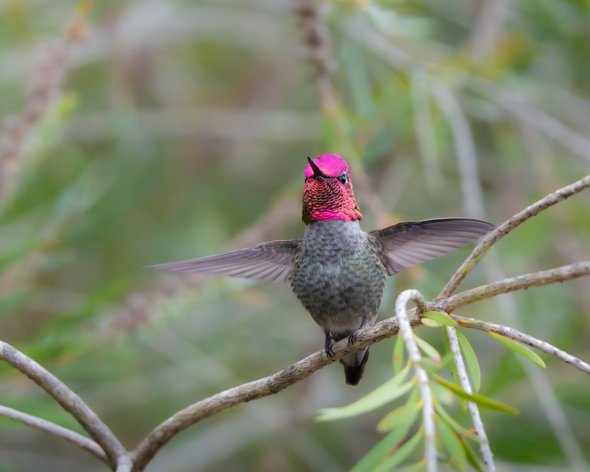Anna's Hummingbird - ML643495373
