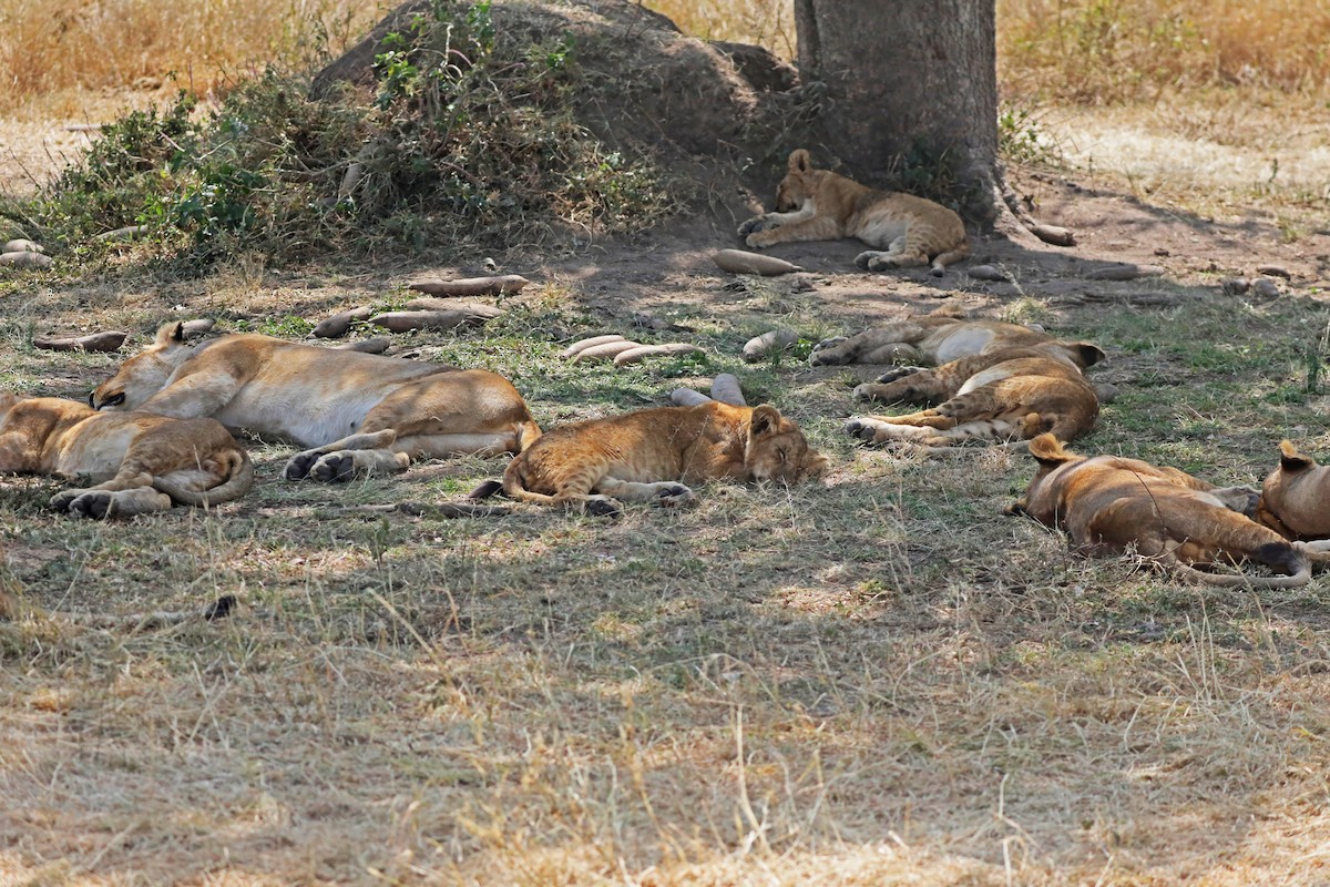 Southern Lion - ML643495383