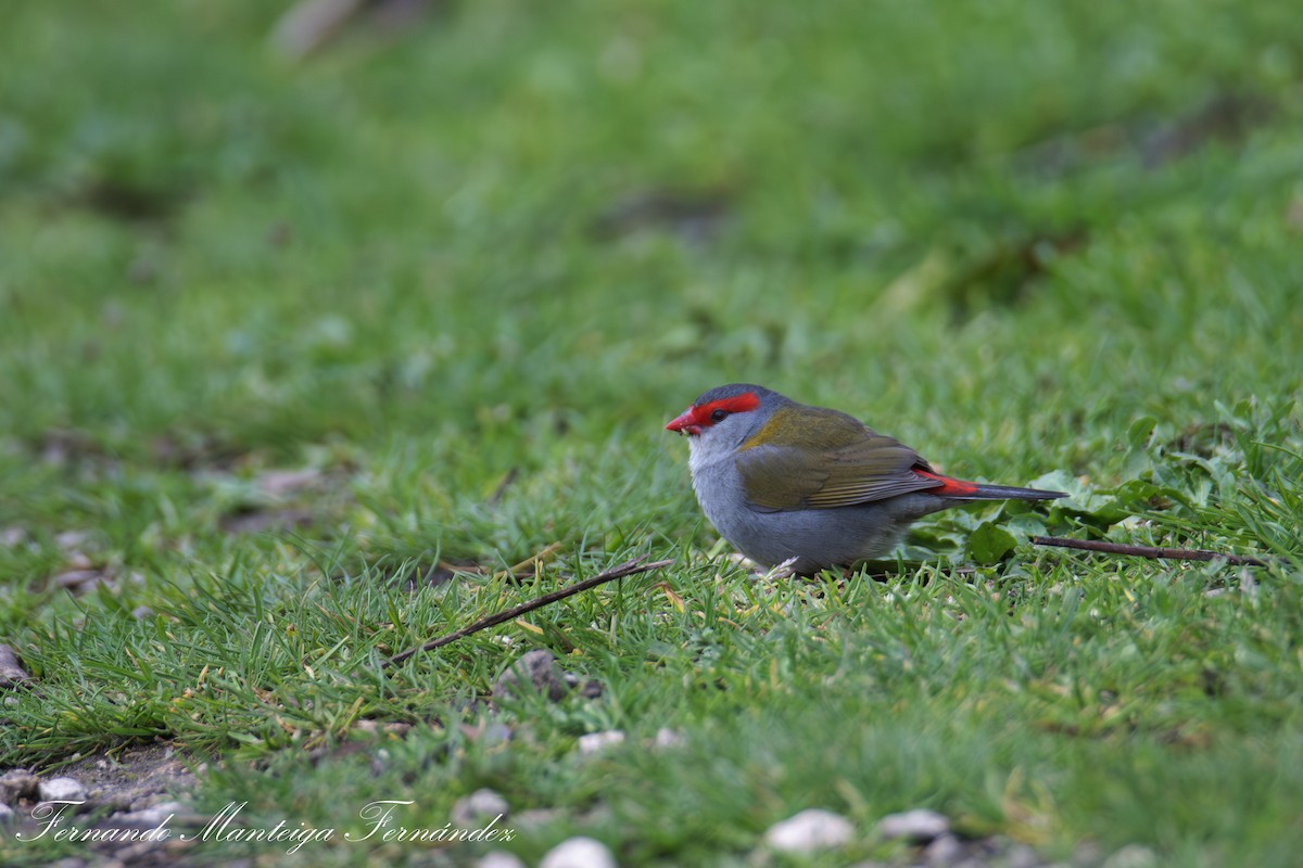 Red-browed Firetail - ML643495386