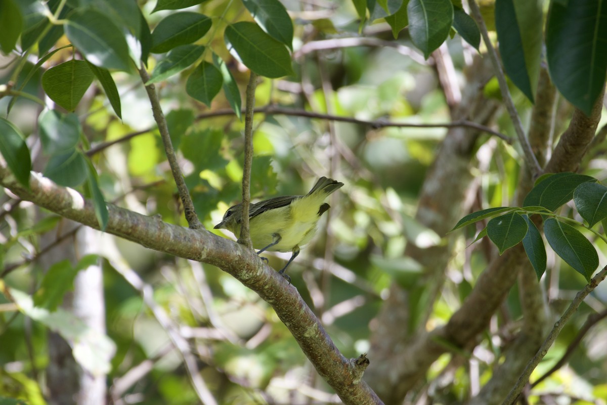 Vireo de Filadelfia - ML643495395