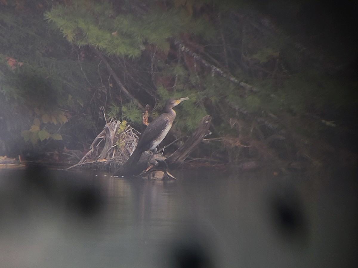 Cormorano - ML643495399