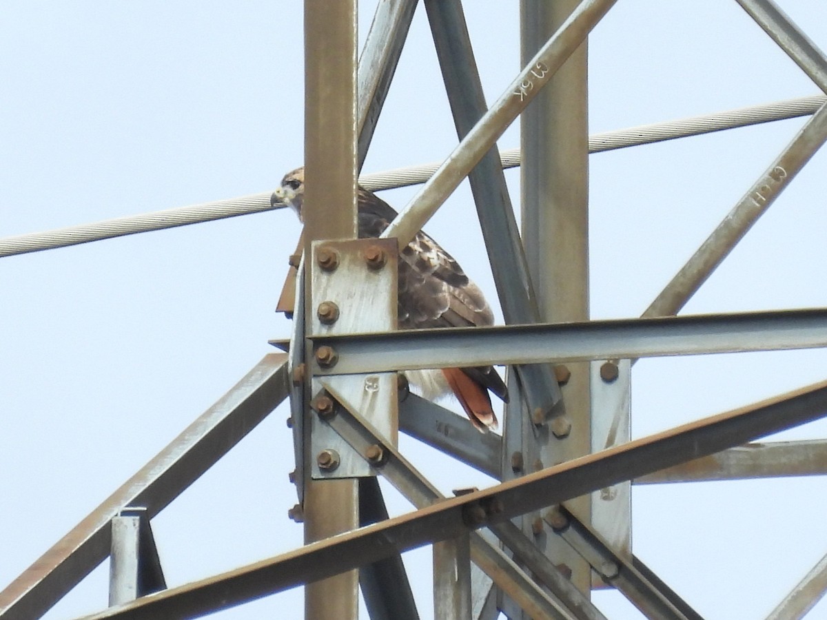 Red-tailed Hawk - ML643495401