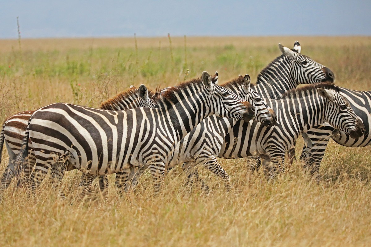 Plains Zebra - ML643495403