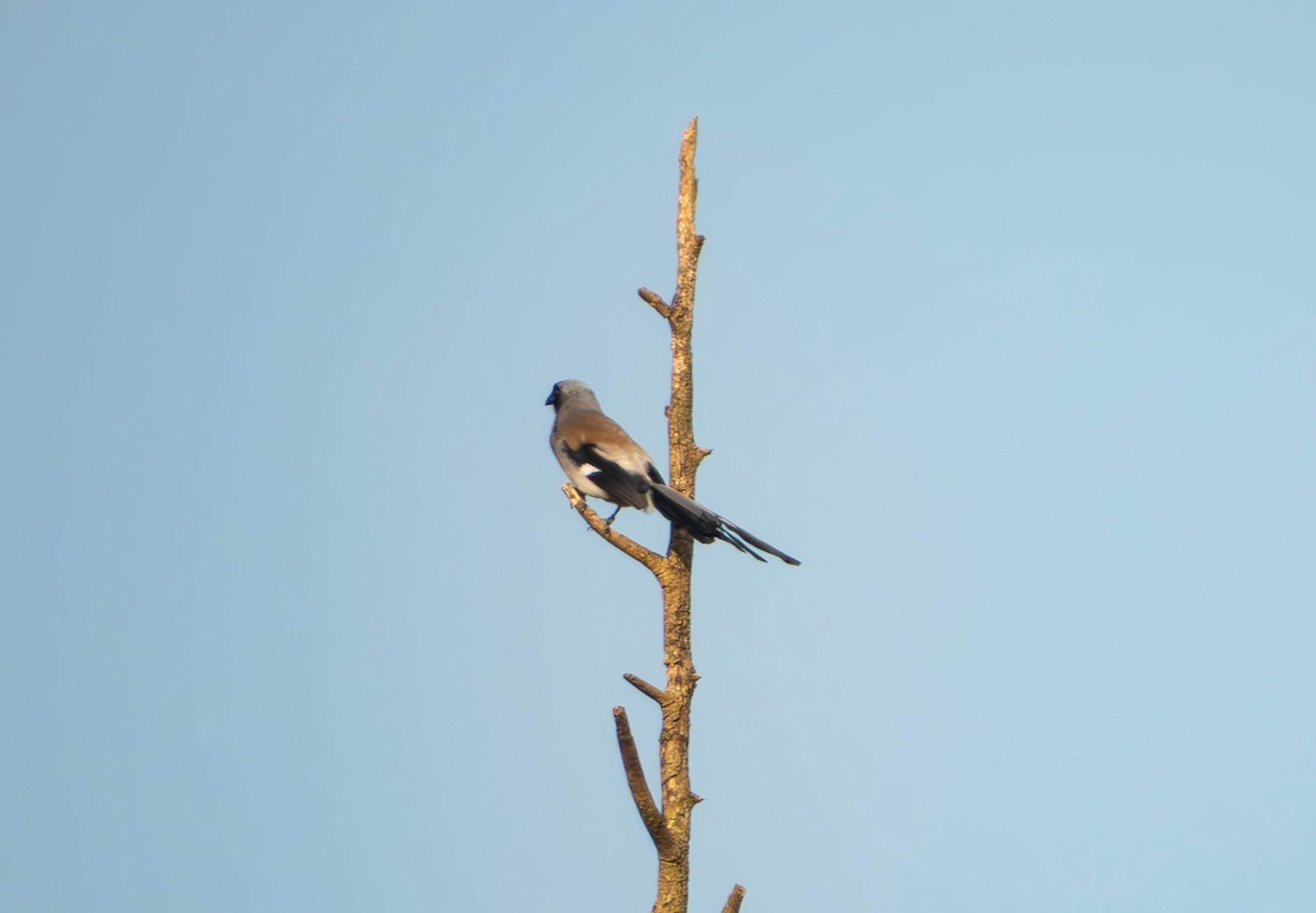 Gray Treepie - ML643495404