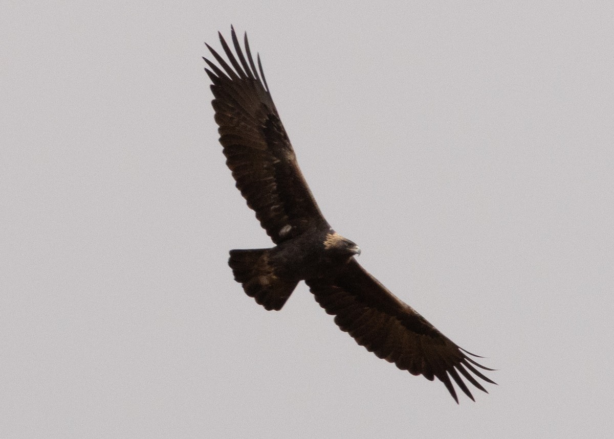 Golden Eagle - ML643495409