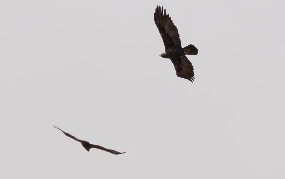 Golden Eagle - ML643495410